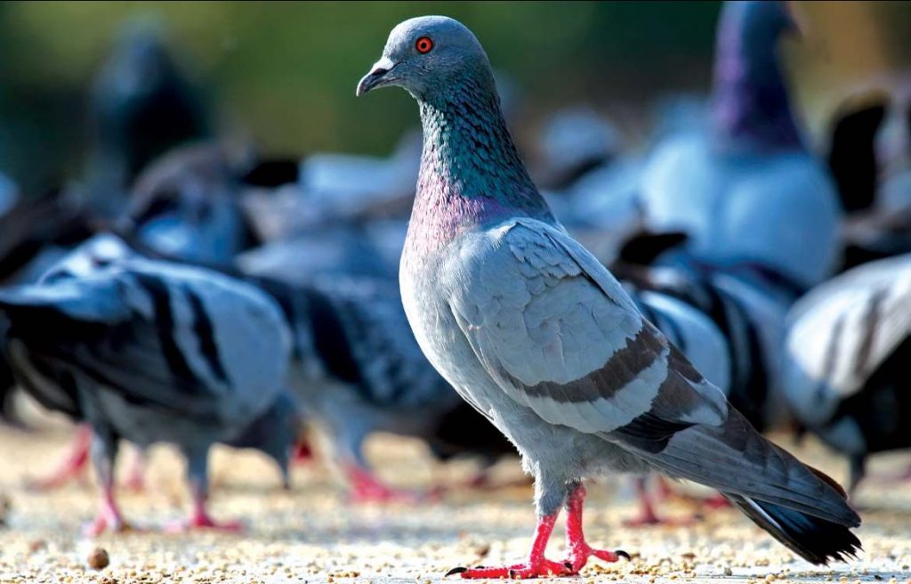 pigeon