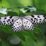Un père et son fils italiens condamnés à une amende record pour contrebande d’insectes au Sri Lanka