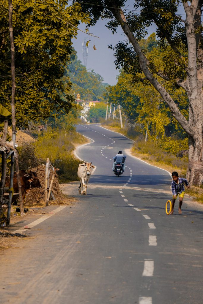 Route sinueuse bordée d’arbres en zone rurale, avec un homme à moto s’éloignant au centre, une vache marchant sur la chaussée et un enfant jouant avec un cerceau sur le bas-côté.